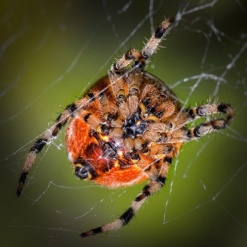 макро, паук, романов ПОДНОГОТНАЯphoto preview