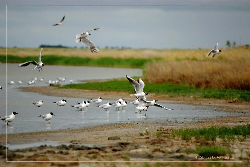 соленое, озеро Соленое озероphoto preview