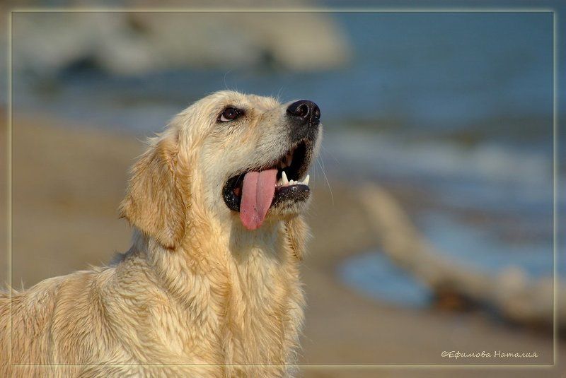 золотистый, ретривер Жарко.....photo preview