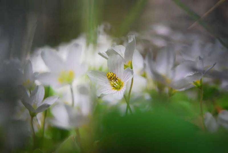 природа, цветы, лето ***photo preview