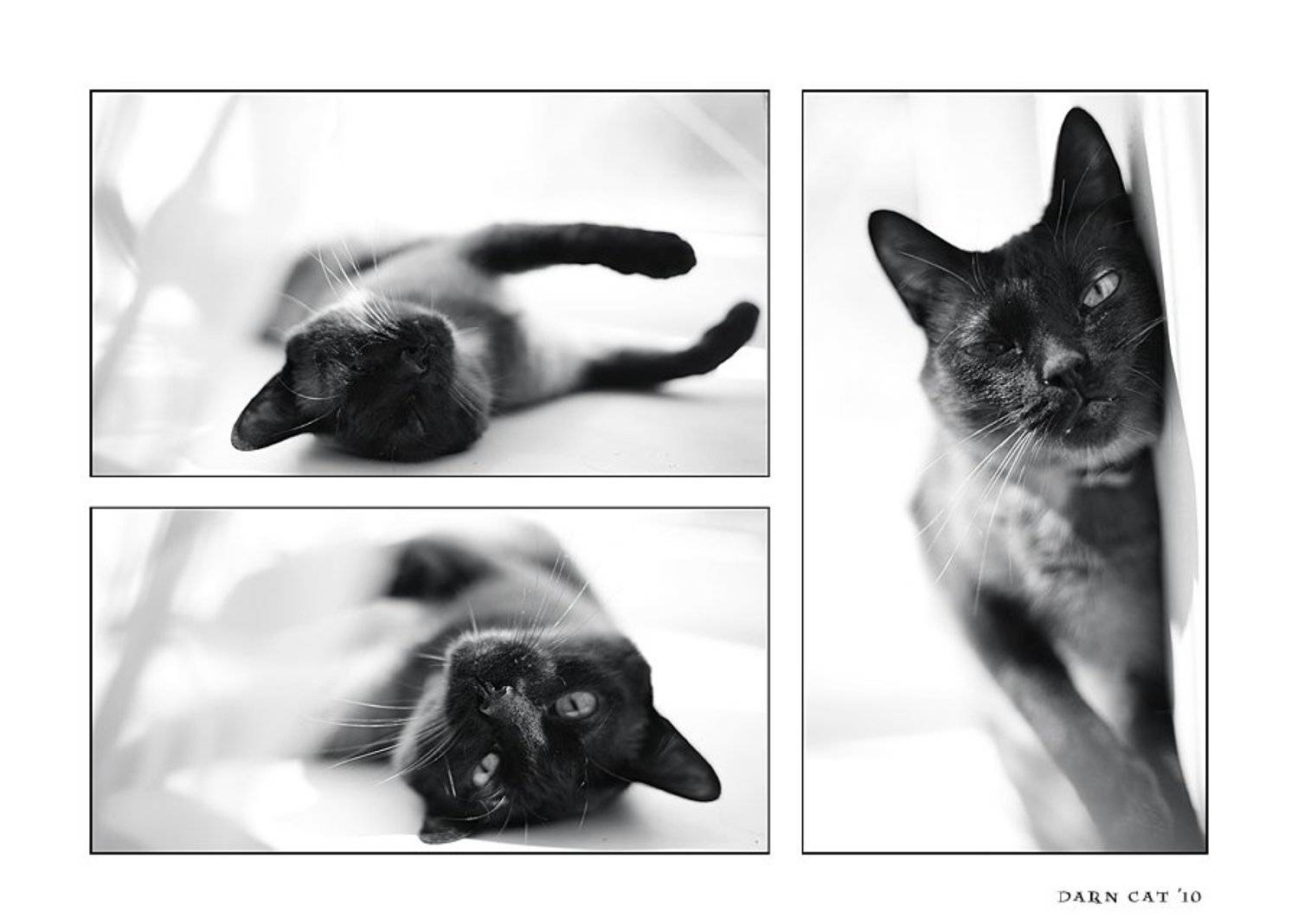 Bliss. Автор: Darn Cat кошка, утро, окно, штора, блаженство, Darn Cat