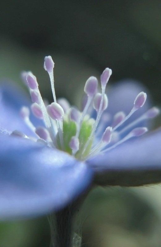 .......дыхание весны.....photo preview