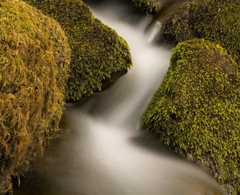 молочные рекиphoto preview