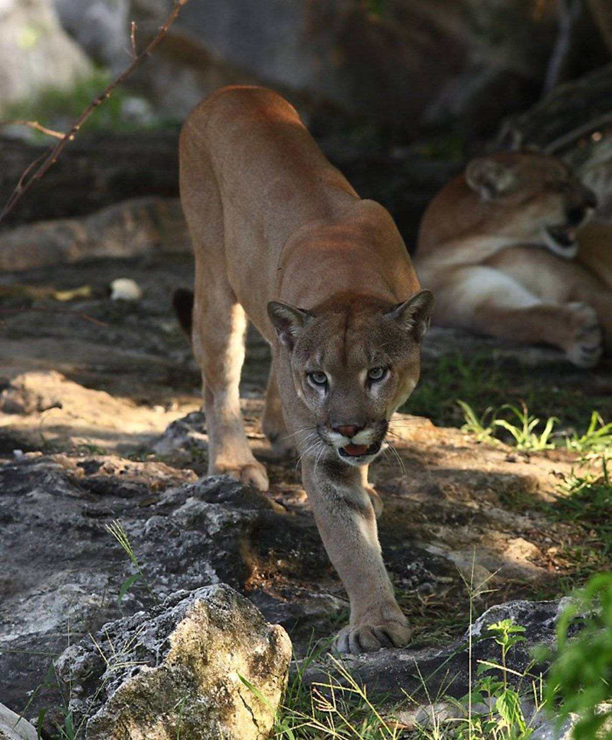 кошечка. Автор: Сергей Дорохин пума, cougar, мексика, юкатан, Сергей Дорохин
