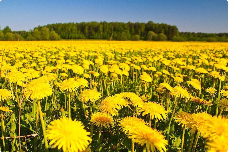 Море одуванчиков...photo preview