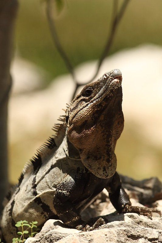 игуана, мексика, юкатан Игуана фото превью