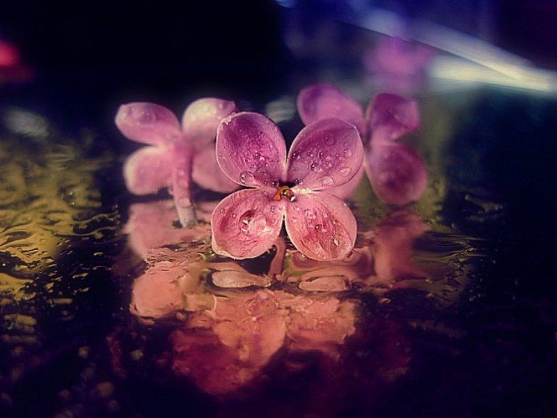 ......диско-цвятки......:)photo preview