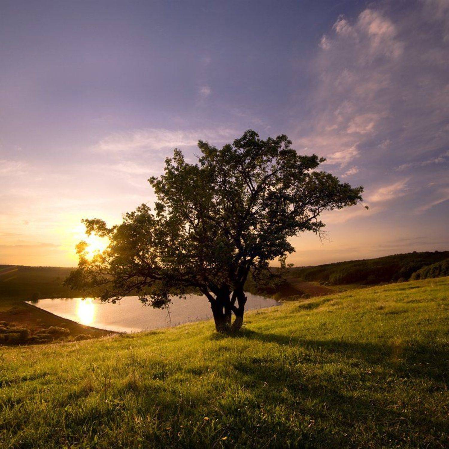 Дерево.. Автор: Александр Дубовицкий , Александр Дубовицкий