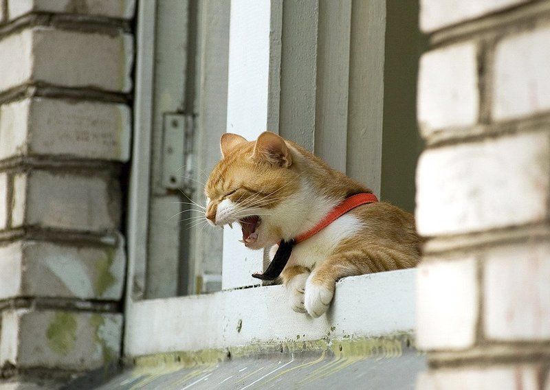 Хозяин,отпусти на улицу!!!photo preview