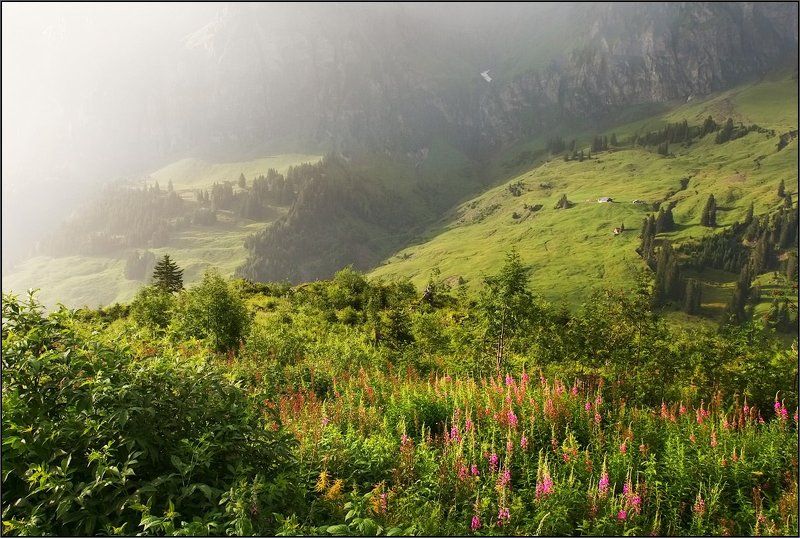 Солнечный дождьphoto preview