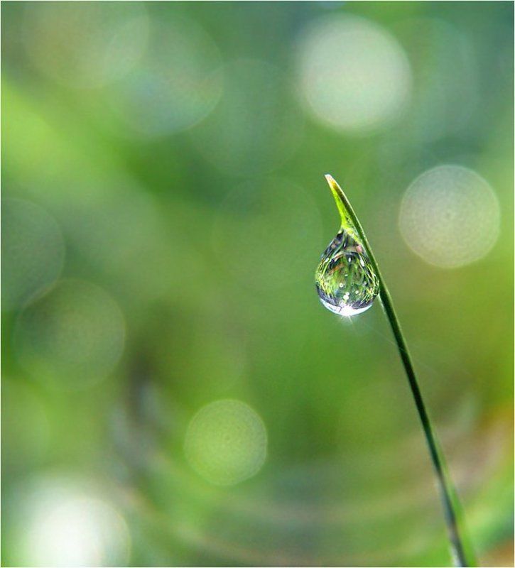 роса Солнечное утроphoto preview