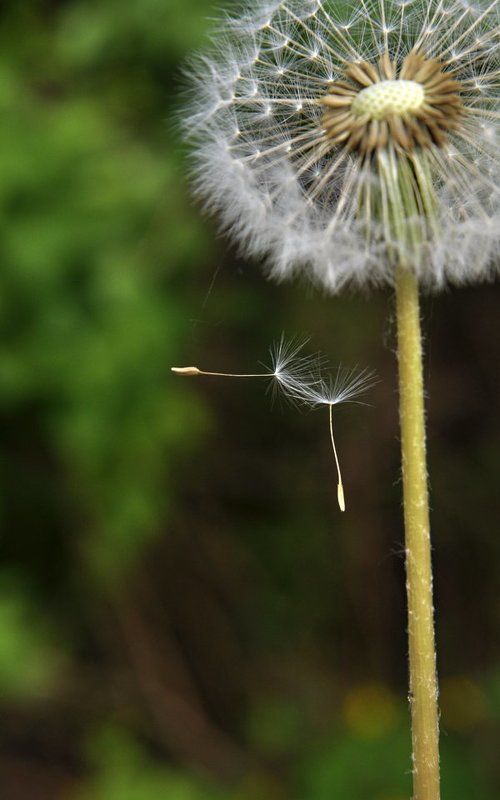 одуванчик, пушинка, весна Воздушные гимнастыphoto preview