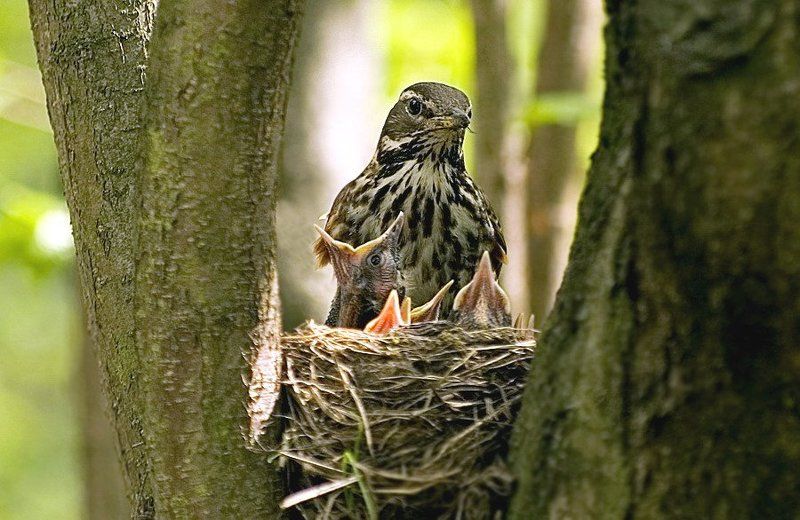 Жрать давай!!!photo preview