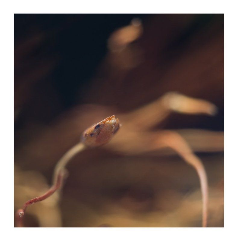 макро,то что есть в каждом доме, beautiful lifephoto preview