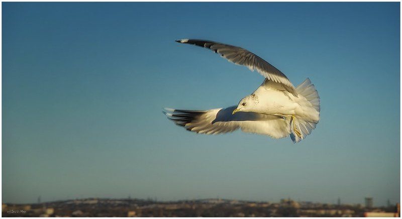 В бою, не сдаётся наш гордый Варяг :)photo preview