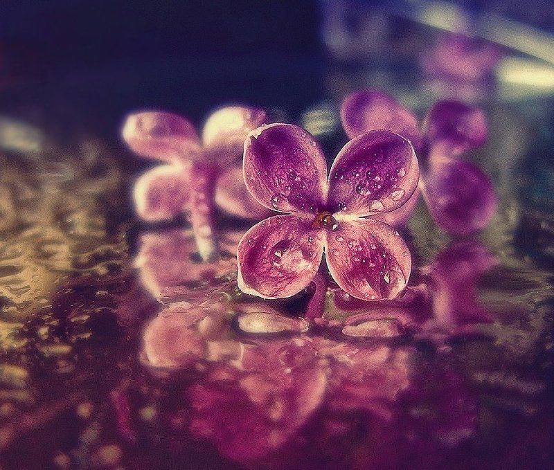 ......весеннею прохладою меня одари......photo preview