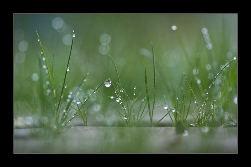 трава, роса photo preview