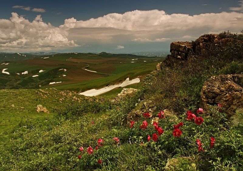 алтай, восточный казахстан Дикие пионыphoto preview