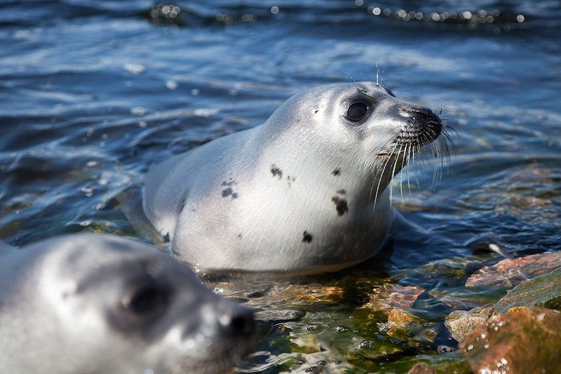 природа,дикие животные Гренландский тюлень фото превью