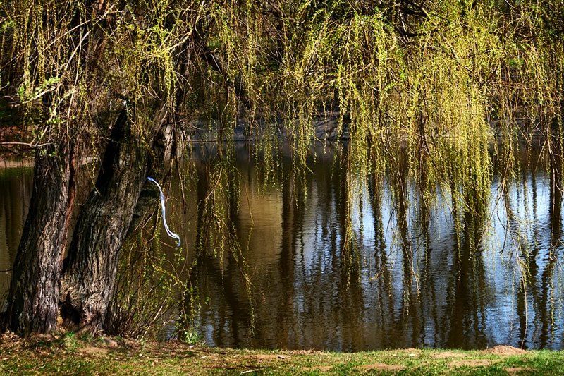 весна, май, пруд, ива, природа Небо по утру спускалось.. Синевой в пруду плескалось.. А потом, вдруг, испугалось.. Снова в вышину умчалось.  В спешке лента потерялась.. фото превью