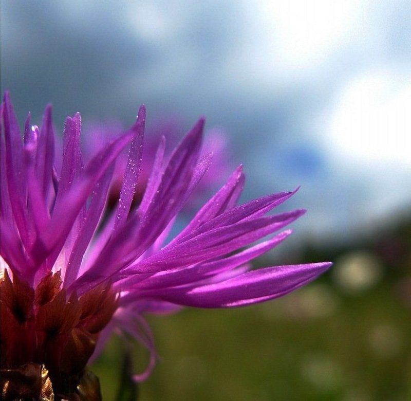 .....я подарю тебе нежность цветка......photo preview