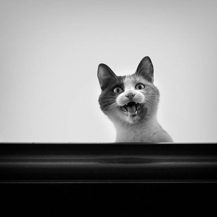 , Юлия Нечепуренко