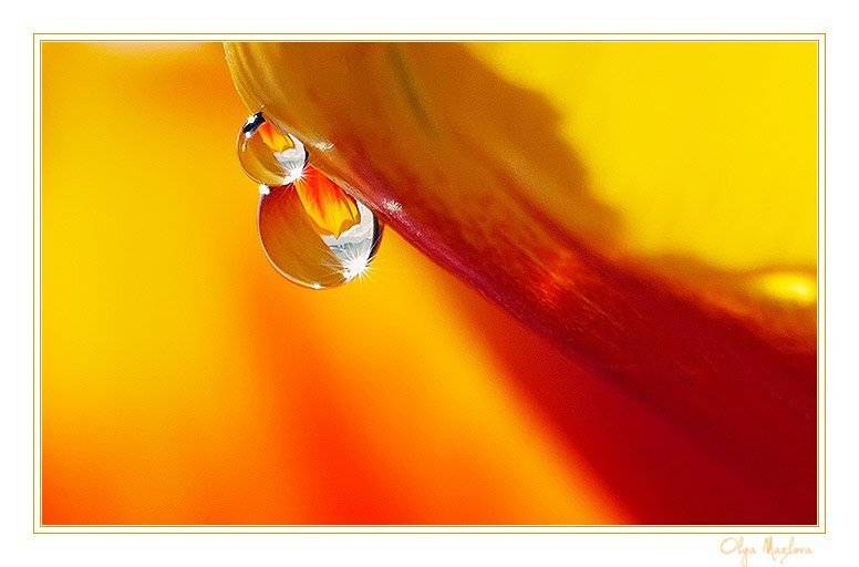 ..... Автор: Ольга М. капля, Ольга М.