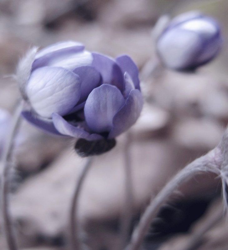 ....когда третий лишний....photo preview