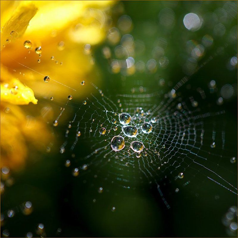 паутина,капли,настроение Макрокосмосphoto preview