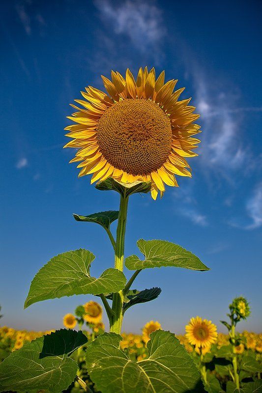 подсолнух, небо И солнце в небе...photo preview