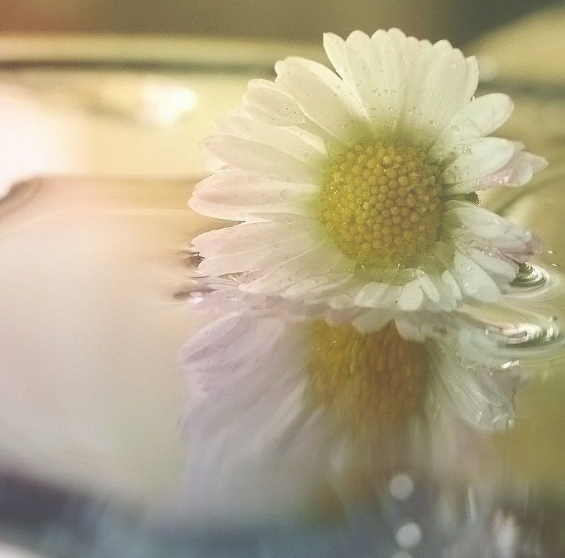 .....утопая в собственной нежности......photo preview