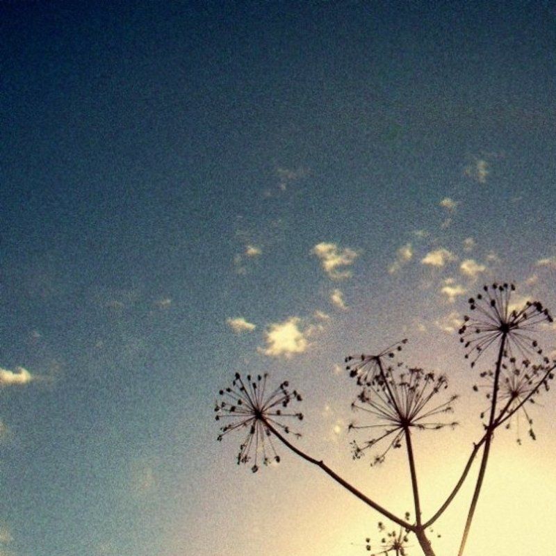 Pysyvia rikkakasvitphoto preview