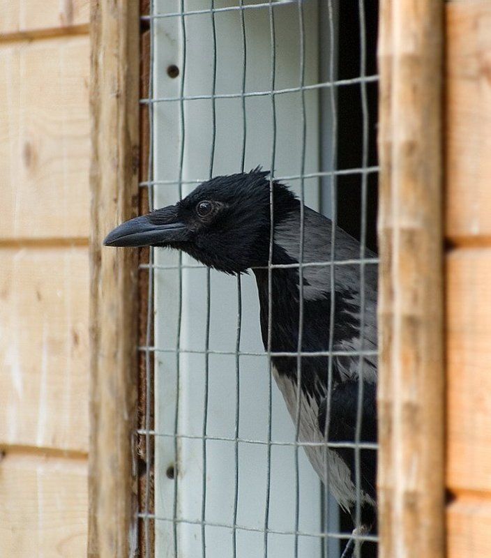 Он брал  взяткиphoto preview