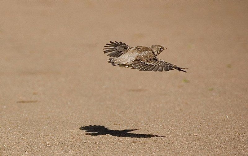 улетаю на югphoto preview