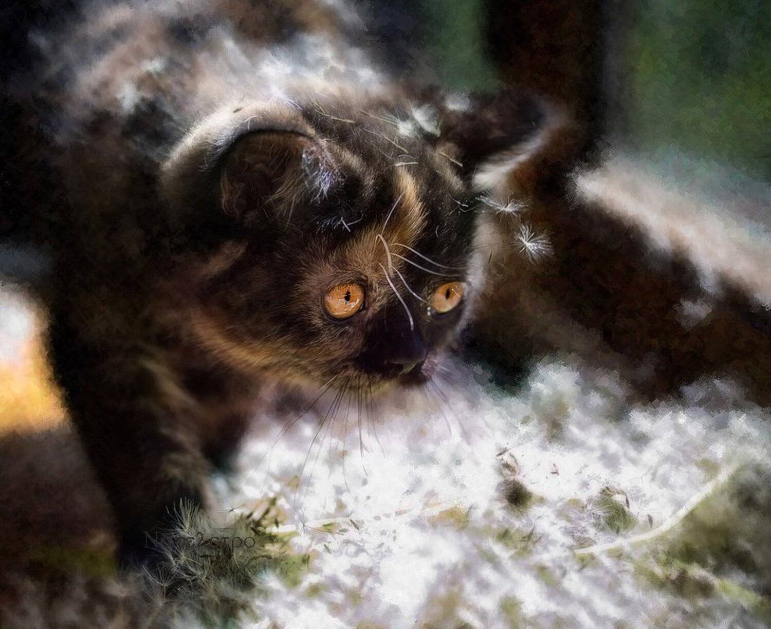 котёнок, британец, одуванчики, лето, Nateletro