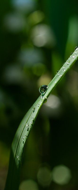 трава, роса В тени душистых травphoto preview