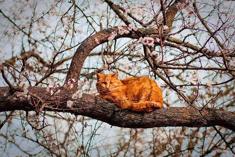 кот Манголphoto preview