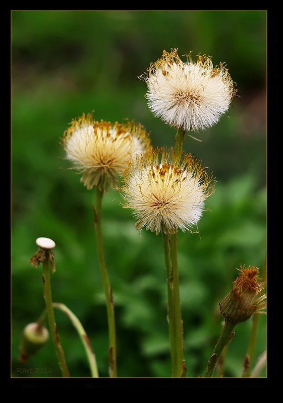 мать-и-мачеха Пушистики!!!photo preview