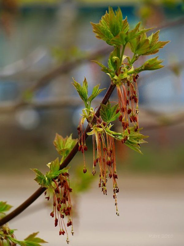Весеннее дыханье.photo preview