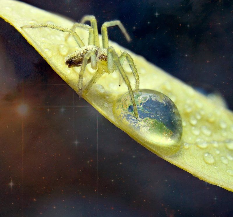 паук,макро,коллаж,земля,планета,капли,листик,звезды oasisphoto preview