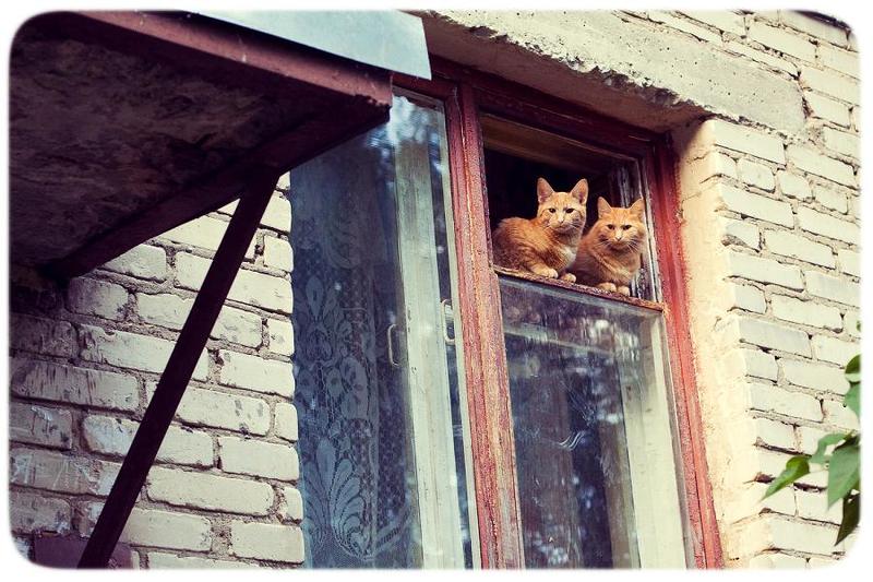 два брата акробатаphoto preview