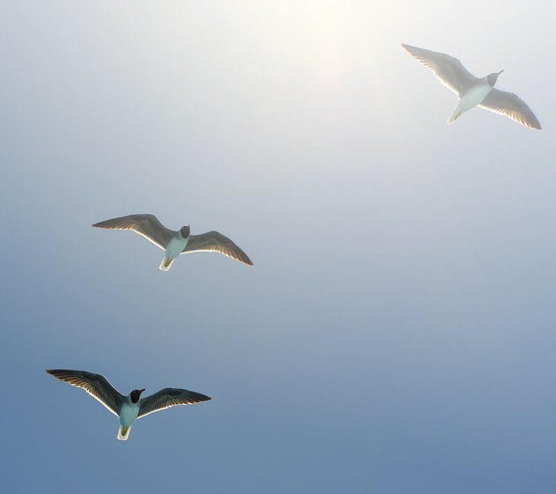 парение...photo preview