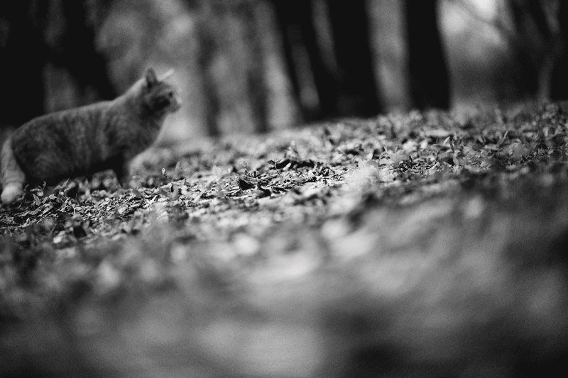 кот, весна о коте крадущемсяphoto preview