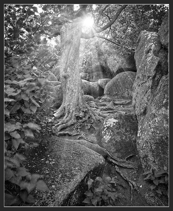камни, дерево, солнце, свет, лучи, корни всепроникающий светphoto preview