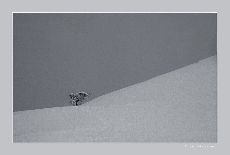 снег, крым, сосна, зима, минимализмы Снежностьphoto preview