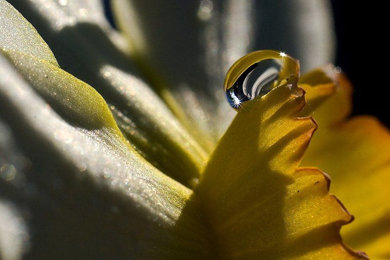 растительность,капельки, макро. В лучах солнца.photo preview