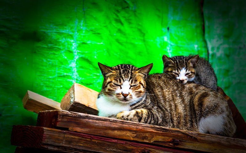 maternal lovephoto preview