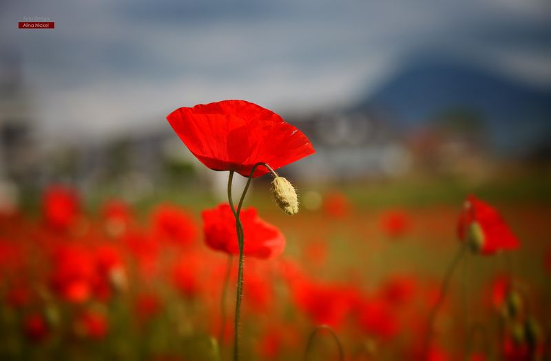 маковый вечерphoto preview