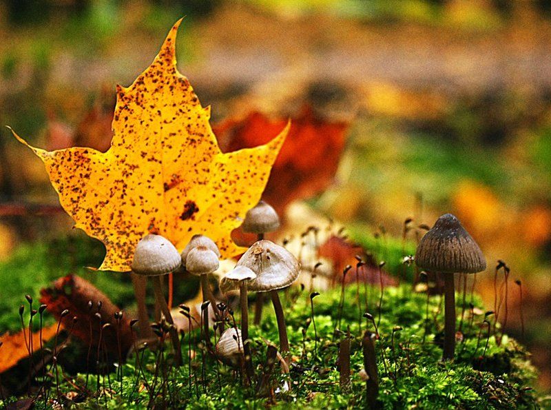 Грибы, Лес, Макро, Макрогрибы, Осень Осенний лес фото превью
