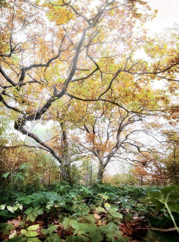 сергиевский сад, петергоф, осень, дуб Сергиевский сад.photo preview